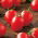 Tomato - Principe Borghese - Sweet, Fleshy Fruit - Fresh Seeds