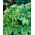 Semințe japoneze de hamei - Humulus japonicus - 20 semințe