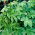Semințe japoneze de hamei - Humulus japonicus - 20 semințe