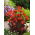 Sjemenke limunske naranče - Lychnis arkwrightii - 90 sjemenki - Lychnis x arkwrightii