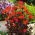 Sjemenke limunske naranče - Lychnis arkwrightii - 90 sjemenki - Lychnis x arkwrightii