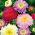 Prince Aster - 625 semen - Callistephus chinensis - semena