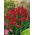 Nemesia Spicy Real Red mag - Nemesia strumosa - 1000 mag - Nemezis strumosa - magok