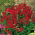 Nemesia Spicy Real Red mag - Nemesia strumosa - 1000 mag - Nemezis strumosa - magok