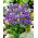Dwerg geclusterde klokjeszaadjes - Campanula glomerata acaulis - 910 zaden