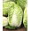 Kinakål - Bristol - 430 frø - Brassica pekinensis Rupr.