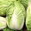 Kinakål - Bristol - 430 frø - Brassica pekinensis Rupr.