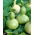 Gresskar - Bottle Gourd- Cucurbita pepo - frø
