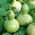 Zierkürbis 'Bottle Gourd (Flasche)'