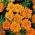 Kis büdöske - Valencia - 315 magok - Tagetes patula L.