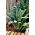 Lehtikaali - Nero di toscana - 540 siemenet - Brassica oleracea L. var. sabellica L.