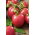 Malina pole paradajka "Raspberry Vintage" - žiadne vlnenie - Lycopersicon esculentum Mill  - semená