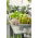 Kebun Mini - Daun potong yang gurih - untuk penanaman di balkon dan teras -  Cichorium intybus, Cichorium endivia, Brassica rapa var. japonica, Lactuca sativa - biji