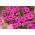 Petunia "Cascade" - pink - 160 biji - Petunia x hybrida pendula