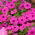 Petunia "Cascade" - pink - 160 biji - Petunia x hybrida pendula