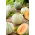 Melon - Charentais - Cucumis melo - Otroligt söt, saftigt orange fruktkött - Färska frön
