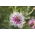 Cornflower, Bachelor's button "Classic Romantic" - 250 seeds