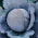 Red Cabbage - Rufus - Perfect for Preserves or Fresh, Great Storage - Fresh Seeds