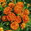 Tagete patula - Clavel del Moro - Queen Sophia - 360 semillas - Tagetes patula L.