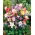 Columbine - Mc Kana's - Aquilegia x hybrida - Dazzling Multi-Toned Blooms with Bold Petals - Fresh Seeds