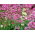 Valeriana roja, valeriana roja, bésame rápido, cepillo de zorro, barba del diablo, barba de júpiter - 50 semillas - Centranthus ruber