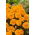 ดอกดาวเรืองฝรั่งเศส "Izolda" - แอปริคอตสีส้ม, ดอกไม้คู่ที่เติบโตต่ำ - Tagetes patula nana - เมล็ด