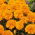 ดอกดาวเรืองฝรั่งเศส "Izolda" - แอปริคอตสีส้ม, ดอกไม้คู่ที่เติบโตต่ำ - Tagetes patula nana - เมล็ด