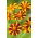 Marigold Mr. Majestic seeds - Tagetes patula nana - 105 seeds