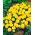 Marigold Prancis "Bocah Kuning" - 153 biji - Tagetes patula nana 
