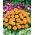 Kis büdöske - Valencia - 315 magok - Tagetes patula L.