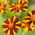 Tagetes patula - Mr Majestic - 105 semi - Tagetes patula L.