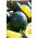 Sarı Karpuz Janosik tohumları - Citrullus lanatus - 14 tohumları