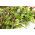 Mini garden - Aromatic leaves - for balcony and terrace cultures