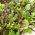 Mini garden - Aromatic leaves - for balcony and terrace cultures