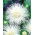 Asters Chinensis - Angora - hvid - 225 frø - Callistephus chinensis