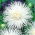 Asters Chinensis - Angora - hvid - 225 frø - Callistephus chinensis