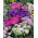Cina kurcaci aster "Bintang Teisa" - 150 biji - Callistephus chinsensis Teisa Stars