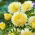 Callistephus chinensis - Xanthippe - geel - zaden