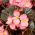 Begonia semperflorens - rosa - pacchetto di 2 pezzi - semi