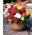 Begonia Fimbriata Mix - 2 cibule - Begonia ×tuberhybrida Fimbriata
