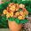 Begonia x tuberhybrida - Marginata Yellow - paquet de 2 pièces