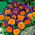 Árvácska fajták - Orange Violet - narancs - lila - 240 magok - Viola x wittrockiana