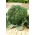 Broccoli - Wiarus - 300 semi - Brassica oleracea L. var. italica Plenck