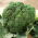 Broccoli - Wiarus - 300 semi - Brassica oleracea L. var. italica Plenck