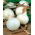 Onion "Alibaba" - white, tender variety for long term storing - 750 seeds