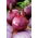 Cipolla - Red Baron - 450 semi - Allium cepa L.