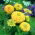 Dahlia-flowered common zinnia "Canary Bird" - 120 seeds