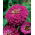 Zinnia elegans - Liliput Purple Gem - 81 semillas - violeta
