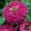 Zinnia elegans - Liliput Purple Gem - 81 semillas - violeta