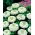 Puikioji gvaizdūnė - Liliput White Gem - 81 sėklos - Zinnia elegans